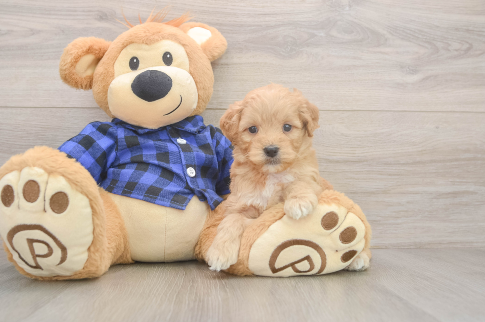 5 week old Mini Goldendoodle Puppy For Sale - Seaside Pups