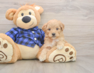 7 week old Mini Goldendoodle Puppy For Sale - Seaside Pups 7 week old Mini Goldendoodle Puppy For Sale - Seaside Pups