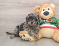 7 week old Mini Goldendoodle Puppy For Sale - Seaside Pups