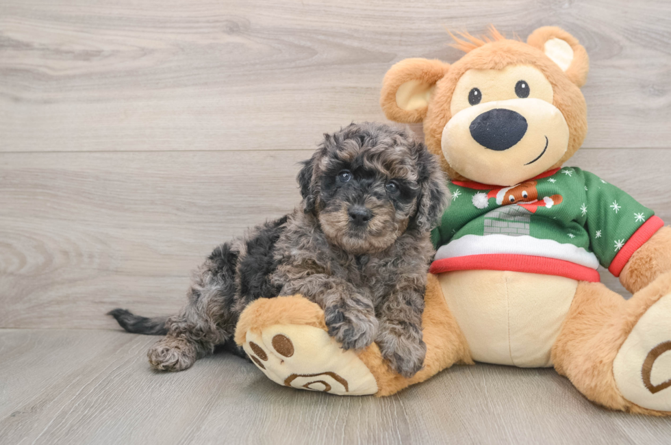 5 week old Mini Goldendoodle Puppy For Sale - Seaside Pups