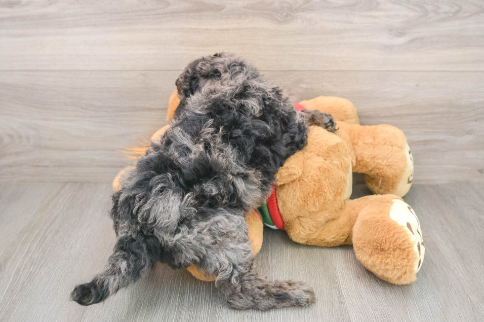 Mini Goldendoodle Puppy for Adoption