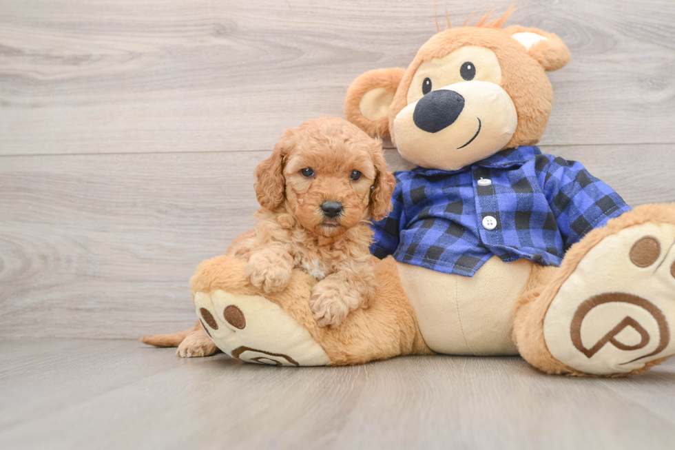 Popular Mini Goldendoodle Poodle Mix Pup