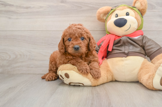 Little Mini Goldenpoo Poodle Mix Puppy