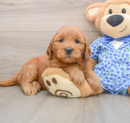 5 week old Mini Goldendoodle Puppy For Sale - Seaside Pups