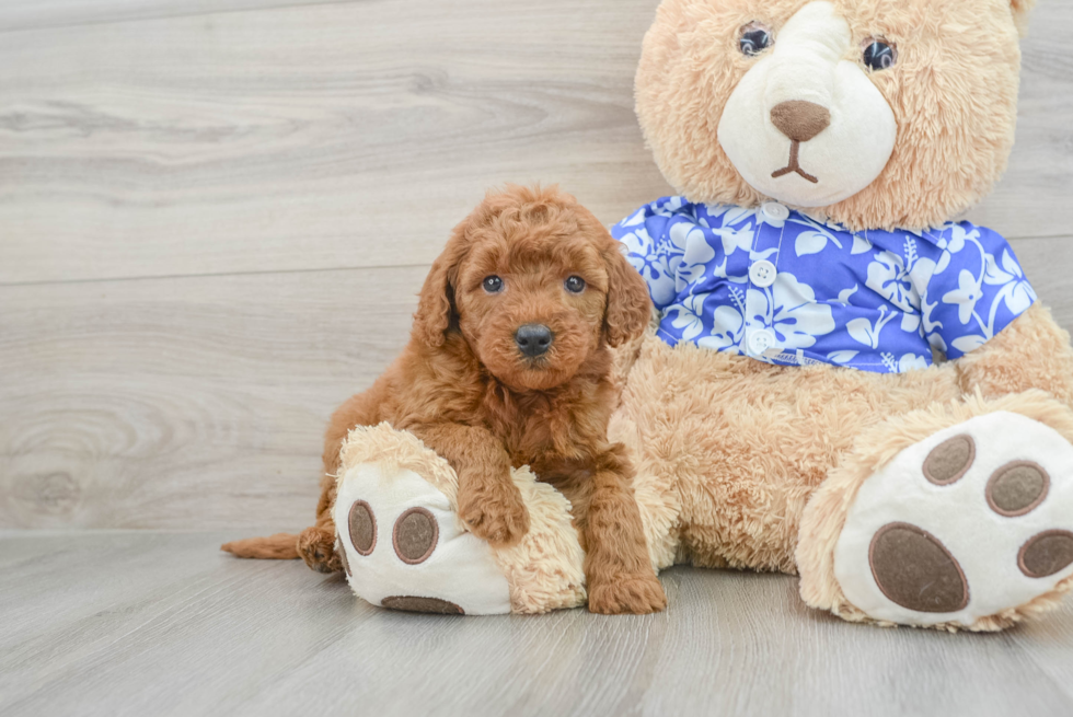 Petite Mini Goldendoodle Poodle Mix Pup