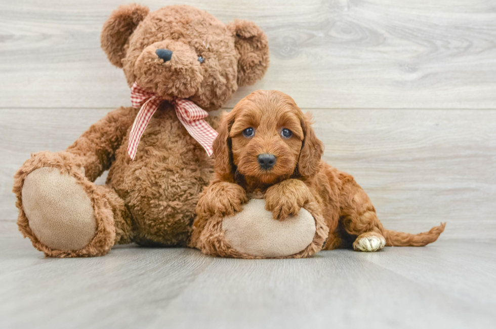 6 week old Mini Goldendoodle Puppy For Sale - Seaside Pups