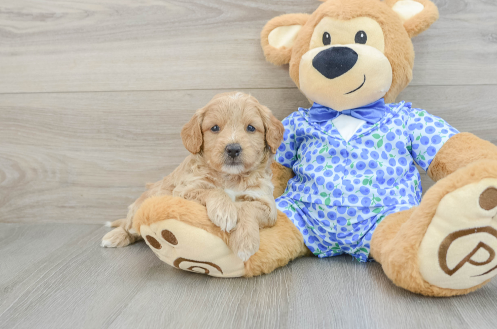 5 week old Mini Goldendoodle Puppy For Sale - Seaside Pups