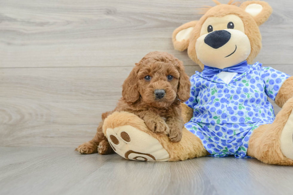 Friendly Mini Goldendoodle Baby