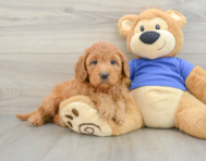 7 week old Mini Goldendoodle Puppy For Sale - Seaside Pups
