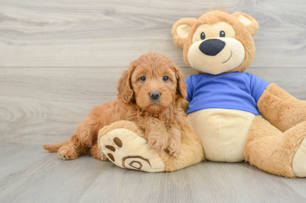 5 week old Mini Goldendoodle Puppy For Sale - Seaside Pups