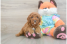 Best Mini Goldendoodle Baby