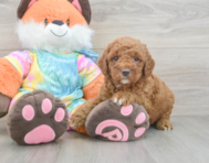 7 week old Mini Goldendoodle Puppy For Sale - Seaside Pups