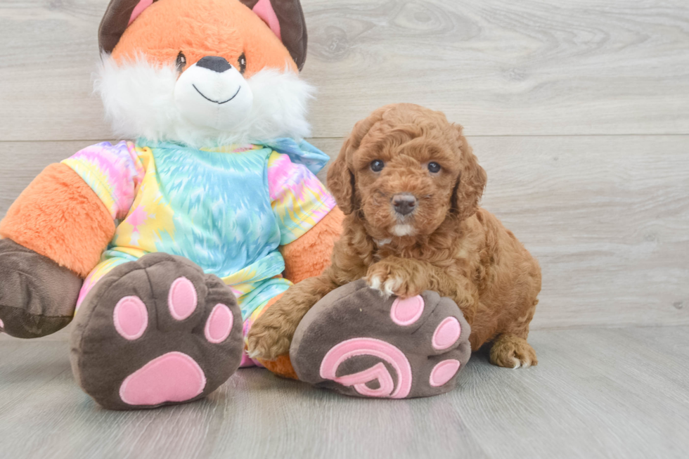 Fluffy Mini Goldendoodle Poodle Mix Pup