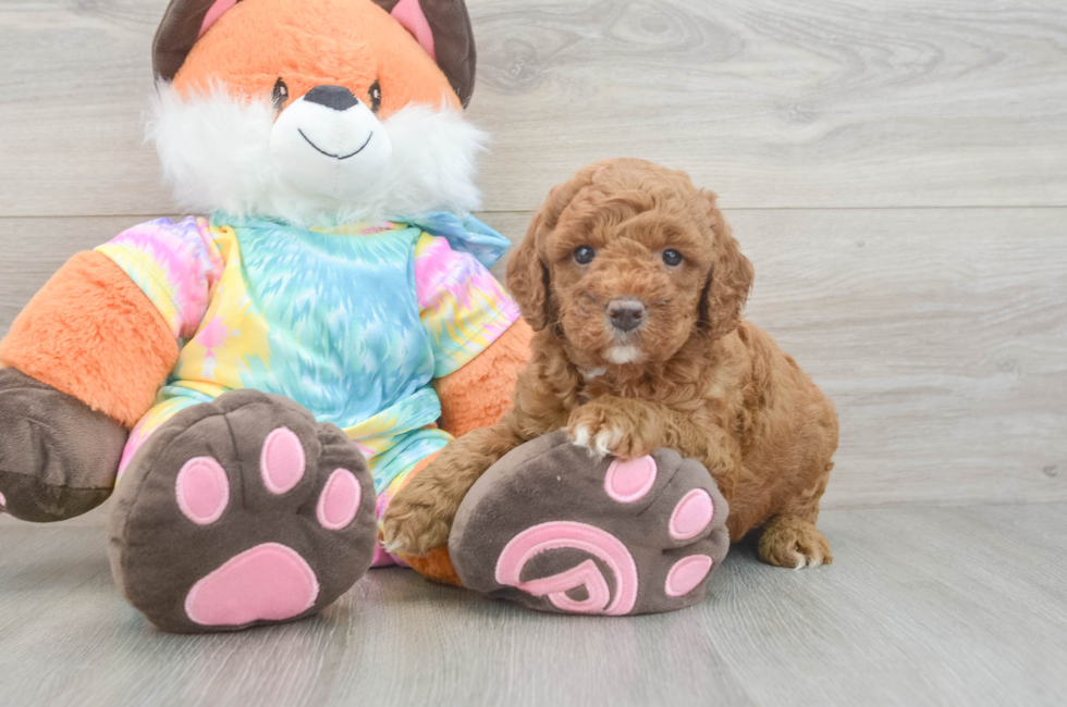 5 week old Mini Goldendoodle Puppy For Sale - Seaside Pups