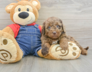 9 week old Mini Goldendoodle Puppy For Sale - Seaside Pups