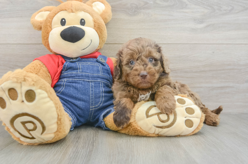 5 week old Mini Goldendoodle Puppy For Sale - Seaside Pups