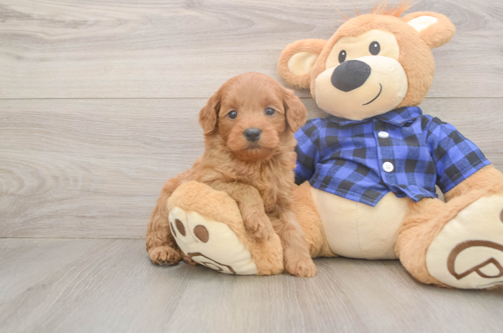 5 week old Mini Goldendoodle Puppy For Sale - Seaside Pups