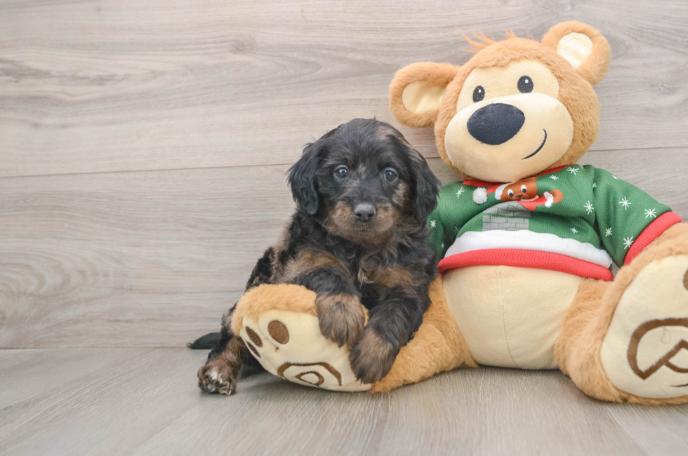 5 week old Mini Goldendoodle Puppy For Sale - Seaside Pups