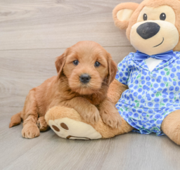6 week old Mini Goldendoodle Puppy For Sale - Seaside Pups