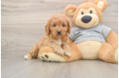 Adorable Golden Retriever Poodle Mix Poodle Mix Puppy