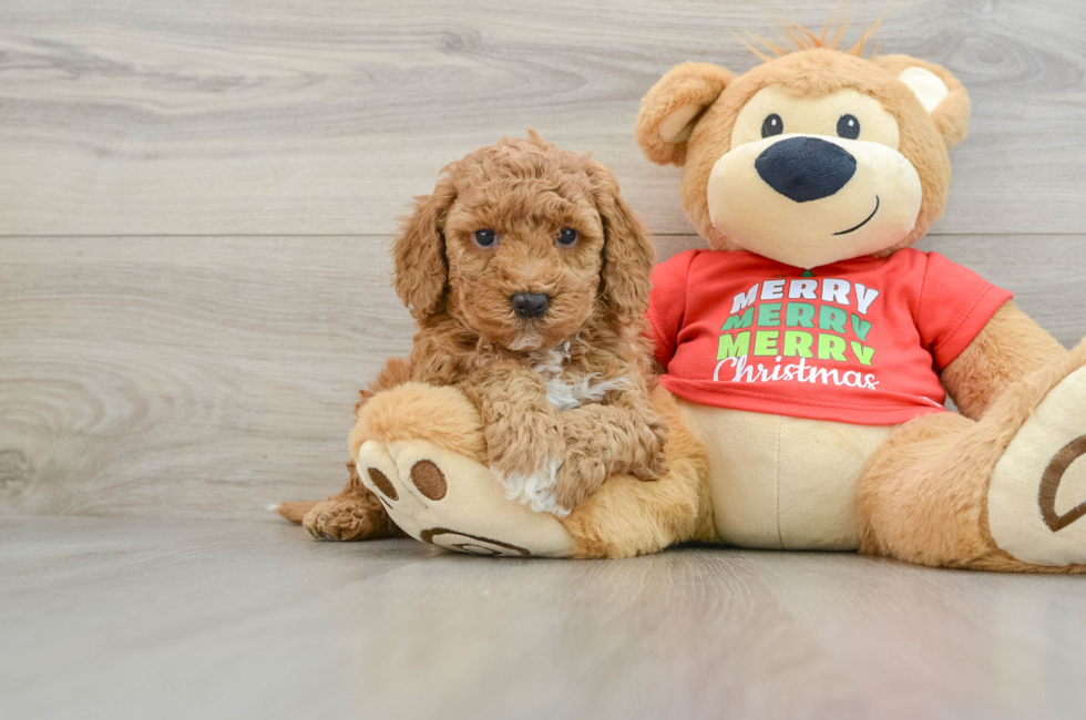 5 week old Mini Goldendoodle Puppy For Sale - Seaside Pups