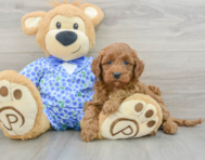 8 week old Mini Goldendoodle Puppy For Sale - Seaside Pups