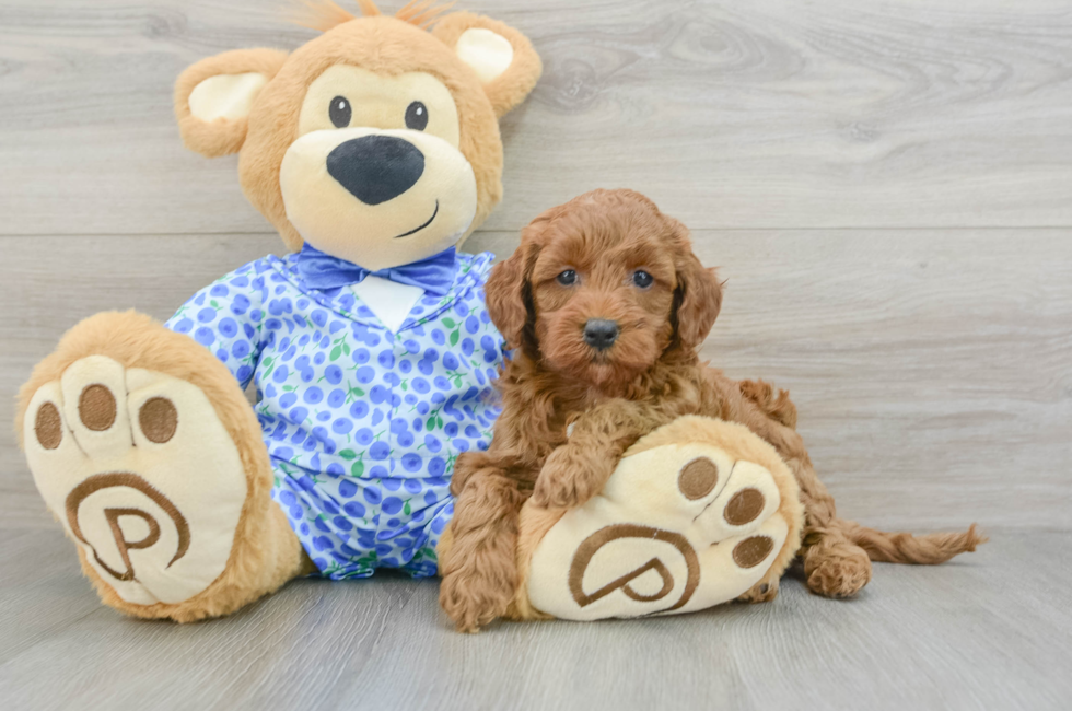 7 week old Mini Goldendoodle Puppy For Sale - Seaside Pups