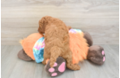 Hypoallergenic Mini Goldiepoo Poodle Mix Puppy
