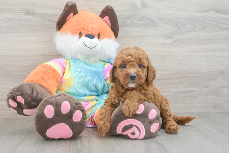 Best Mini Goldendoodle Baby