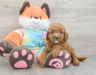 7 week old Mini Goldendoodle Puppy For Sale - Seaside Pups