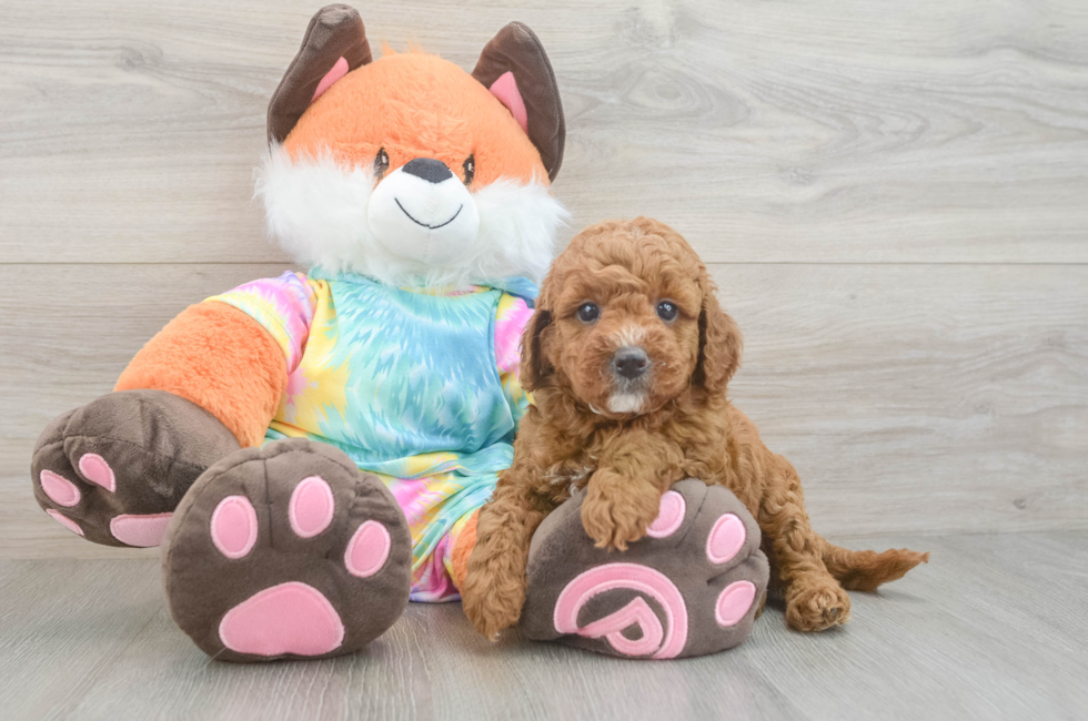 5 week old Mini Goldendoodle Puppy For Sale - Seaside Pups