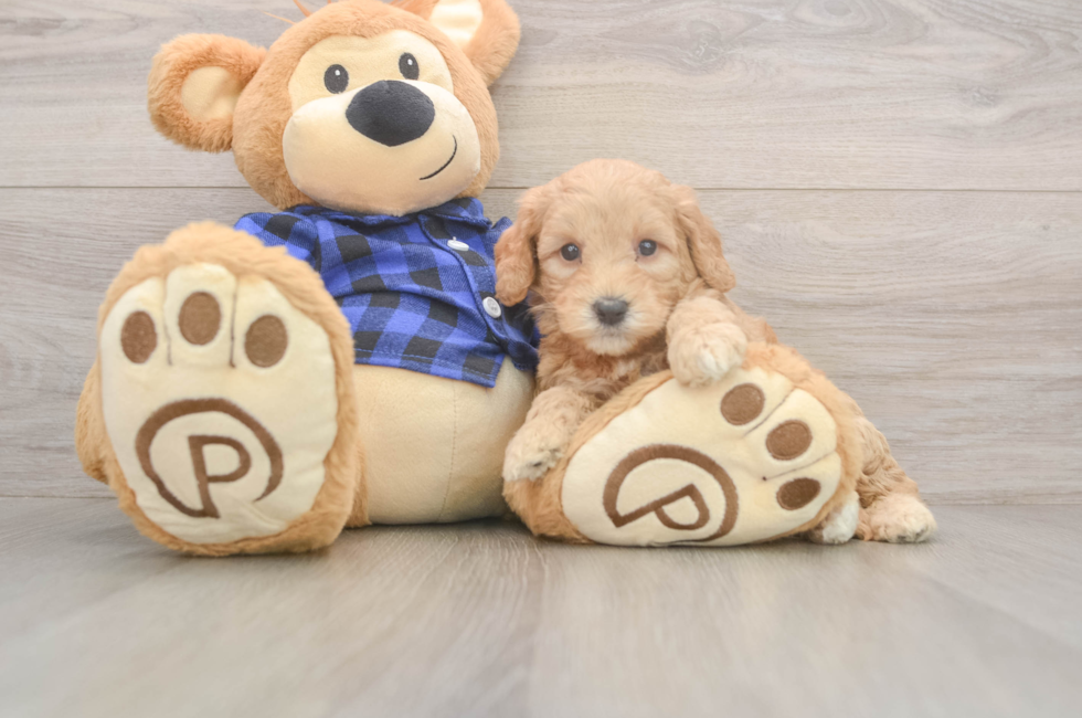 5 week old Mini Goldendoodle Puppy For Sale - Seaside Pups