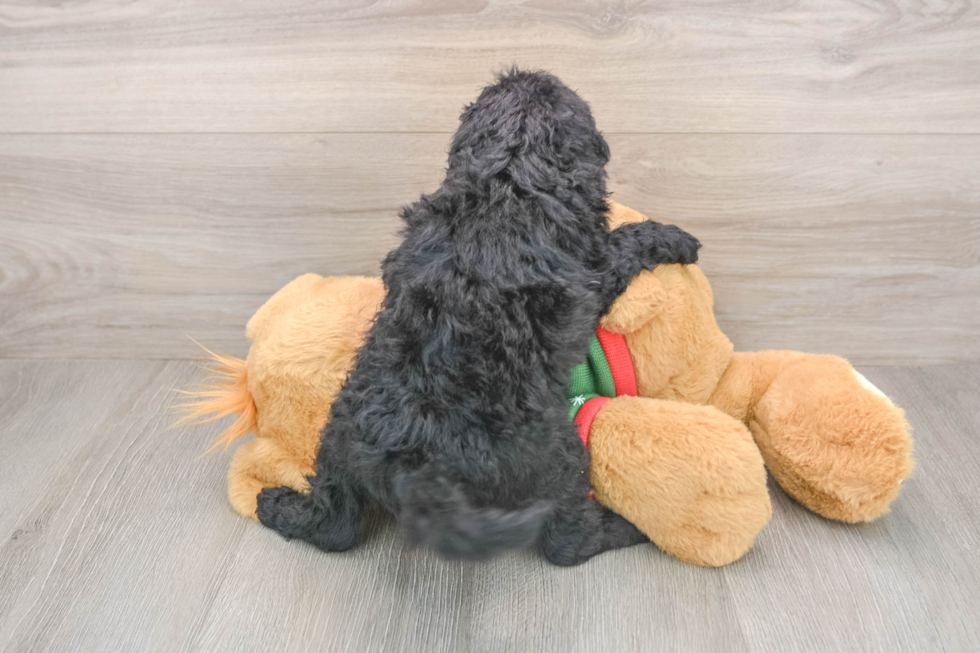 Best Mini Goldendoodle Baby