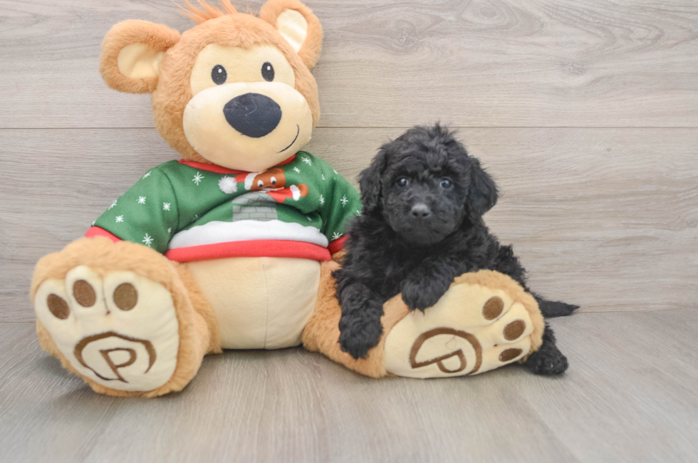 5 week old Mini Goldendoodle Puppy For Sale - Seaside Pups