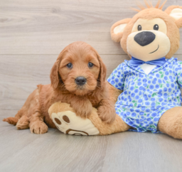 6 week old Mini Goldendoodle Puppy For Sale - Seaside Pups