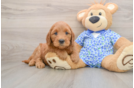 Mini Goldendoodle Puppy for Adoption