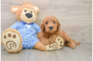 Fluffy Mini Goldendoodle Poodle Mix Pup
