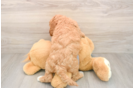 Mini Goldendoodle Puppy for Adoption