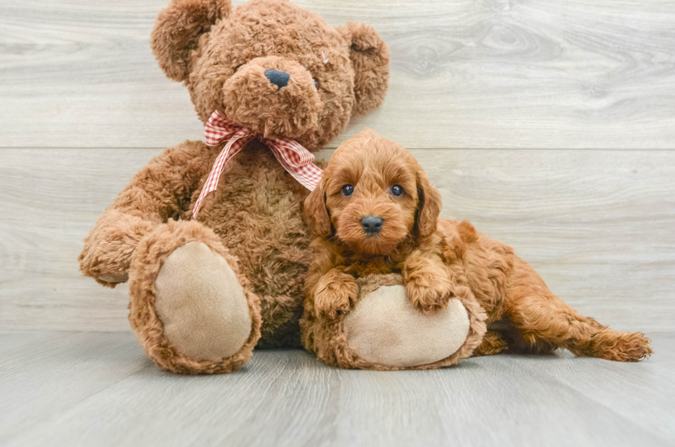 6 week old Mini Goldendoodle Puppy For Sale - Seaside Pups