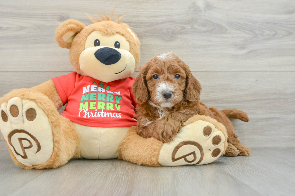 5 week old Mini Goldendoodle Puppy For Sale - Seaside Pups