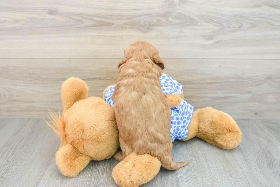 Popular Mini Goldendoodle Poodle Mix Pup