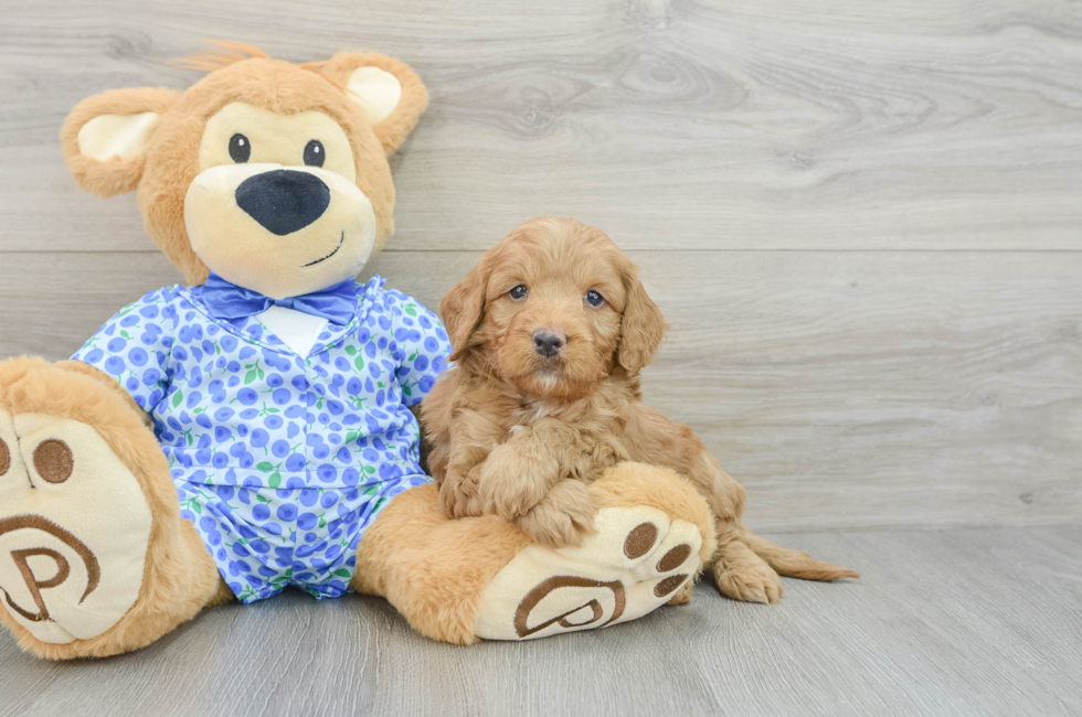 5 week old Mini Goldendoodle Puppy For Sale - Seaside Pups