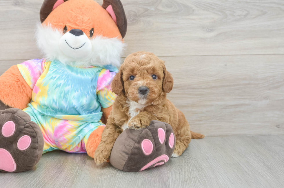 5 week old Mini Goldendoodle Puppy For Sale - Seaside Pups