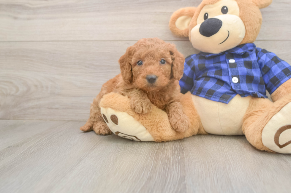 5 week old Mini Goldendoodle Puppy For Sale - Seaside Pups