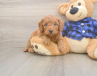 6 week old Mini Goldendoodle Puppy For Sale - Seaside Pups 6 week old Mini Goldendoodle Puppy For Sale - Seaside Pups