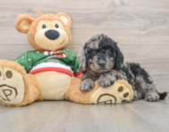 6 week old Mini Goldendoodle Puppy For Sale - Seaside Pups