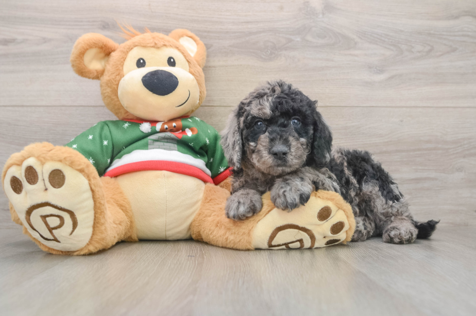 5 week old Mini Goldendoodle Puppy For Sale - Seaside Pups