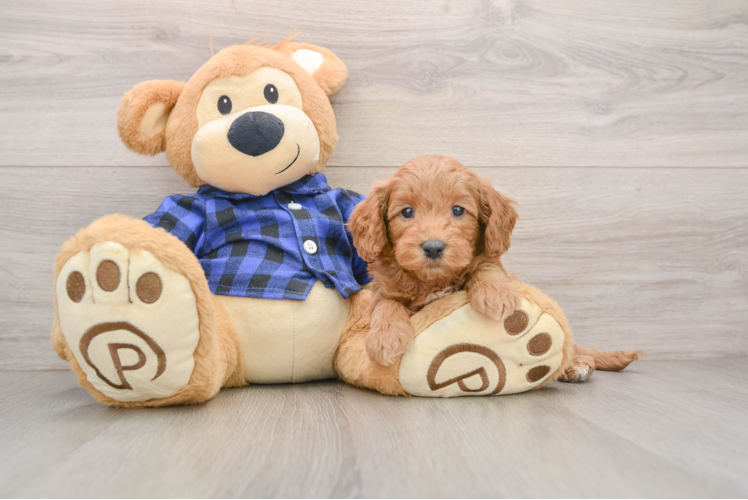 Mini Goldendoodle Pup Being Cute