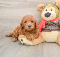 6 week old Mini Goldendoodle Puppy For Sale - Seaside Pups