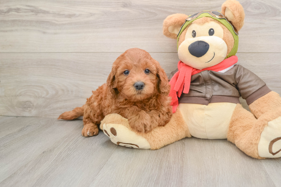 Best Mini Goldendoodle Baby